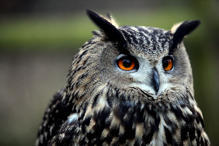 black and brown owl, bird, animal, beak, owl close up, owl eyes HD wallpaper