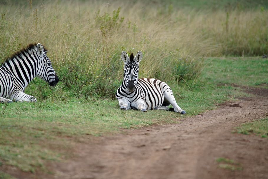 two zebras, animal, animal themes, animal wildlife, animals in the wild HD wallpaper