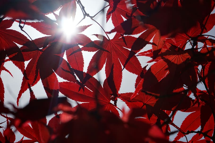 red maple leafs with sun rays coming through, plant, tree, sunlight, HD wallpaper