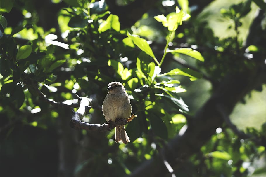 White Bird on Brown Tree Branch during Daytime, animal, close-up HD wallpaper