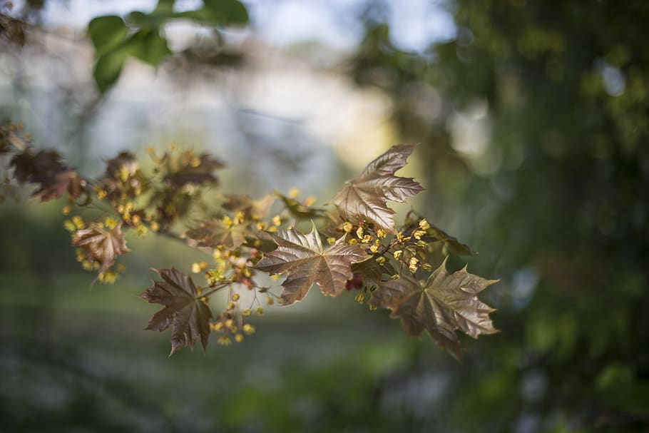 nature, trees, leaves, branches, japanese, maple, bokeh, green HD wallpaper
