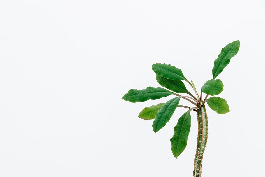 green-leafed plant, plant part, studio shot, white background HD wallpaper