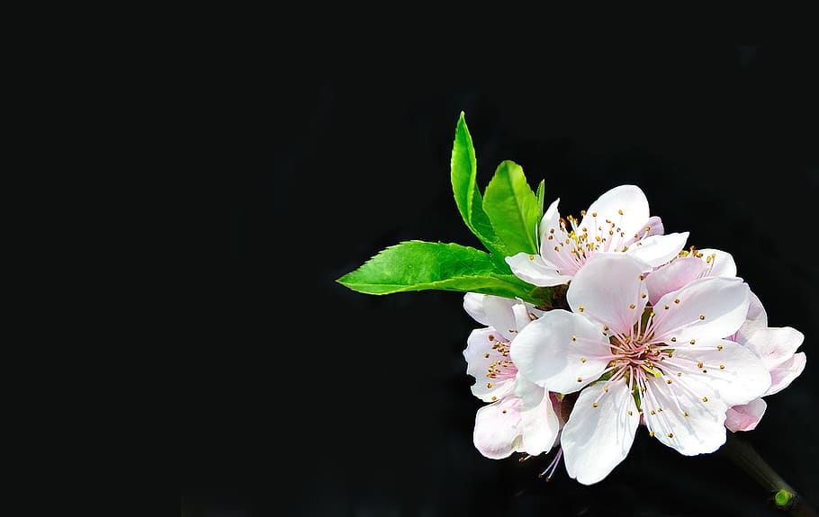 flower, nature, plant, leaf, flowering plant, fragility, freshness HD wallpaper