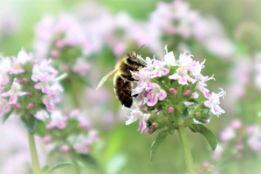 bee, garden, flower, insect, flowering plant, animal themes HD wallpaper