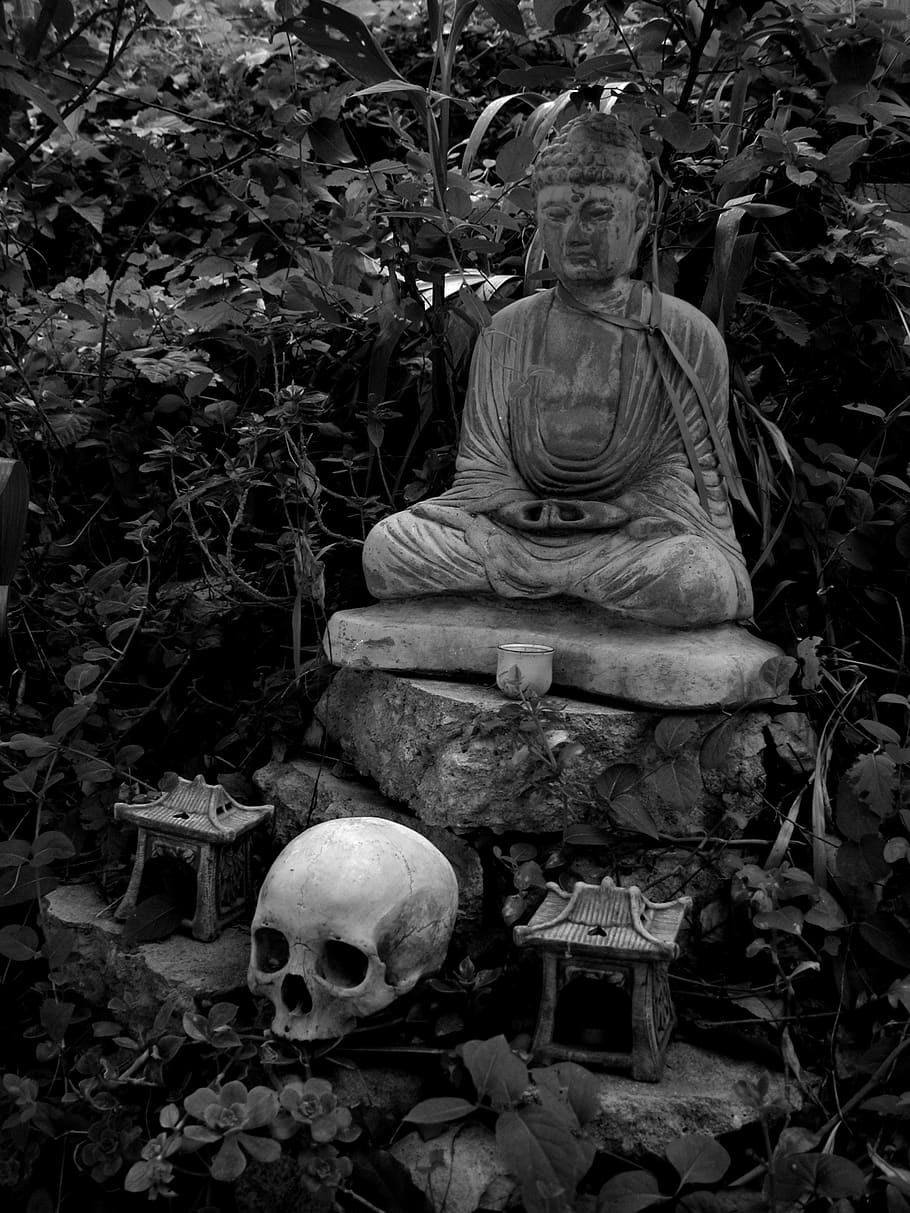 skull, human, human skull, death, garden, buddha, bandw, black and white HD wallpaper