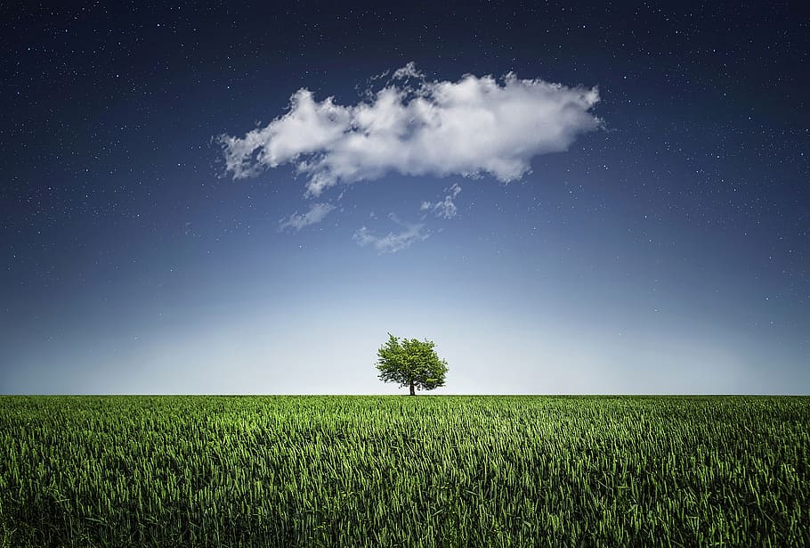 Green Grass Field, cloud, HD wallpaper, nature, night, plants HD wallpaper