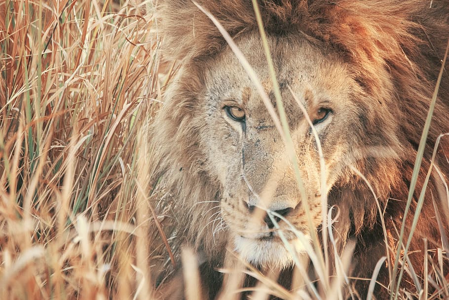 brown lion, animal themes, animal wildlife, mammal, one animal HD wallpaper