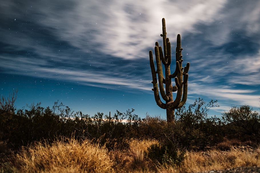 green cactus under white clouds, growth, plant, succulent plant HD wallpaper
