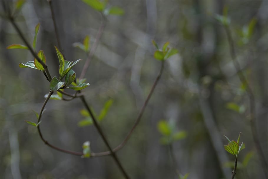 spring, green, nature, leaf, forest, rain, blossom, plant, growth HD wallpaper