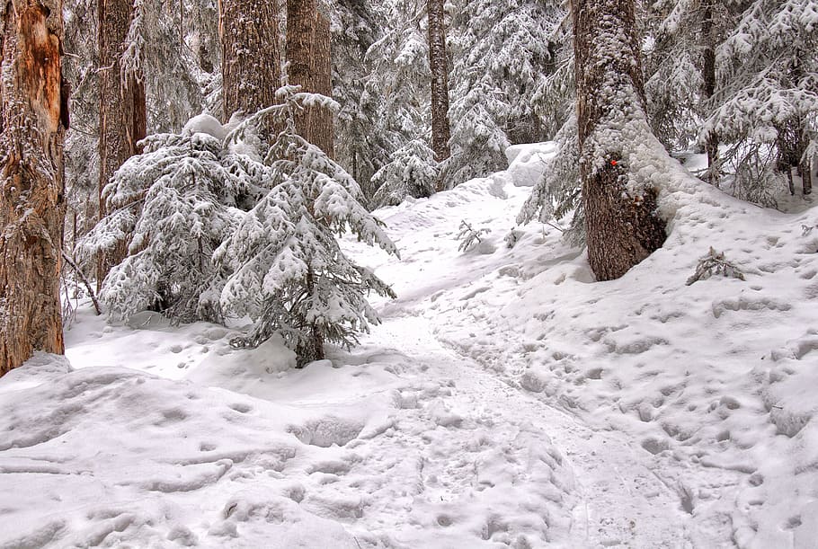 Trees Covered With Snow, cold, forest, zing, frost, frosty weather HD wallpaper