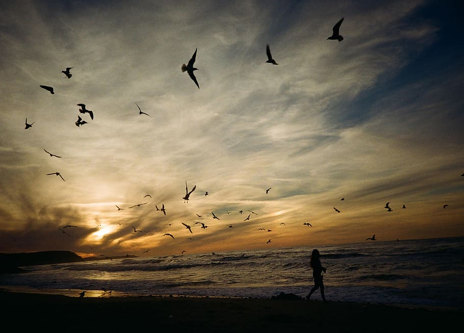 baltic sea, large group of animals, flying, sky, vertebrate HD wallpaper