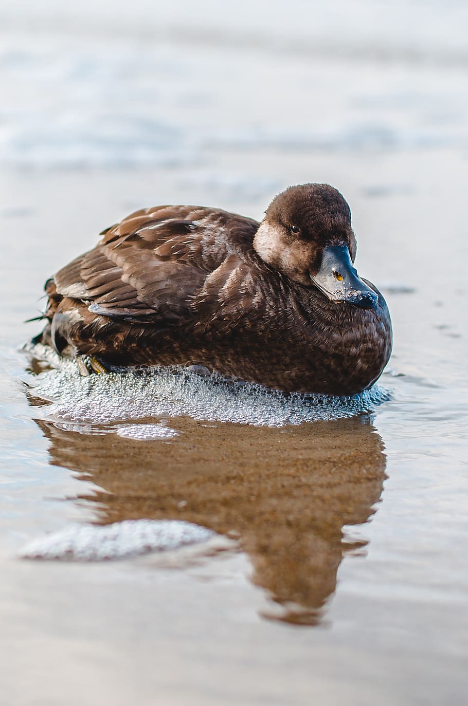 brown duck on shore, bird, animal, waterfowl, mallard, teal, foam