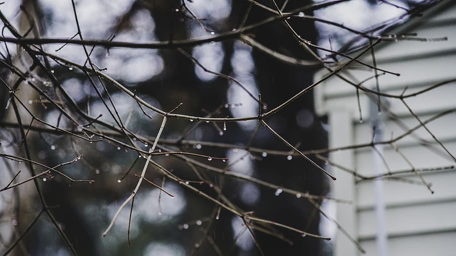 trees, drops, rain, love, focus on foreground, no people, close-up HD wallpaper