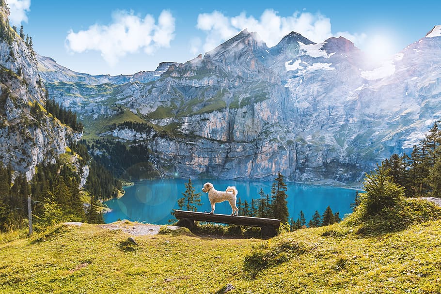 White Maltese Mix, adventure, alpine, atmosphere, daylight, grass HD wallpaper