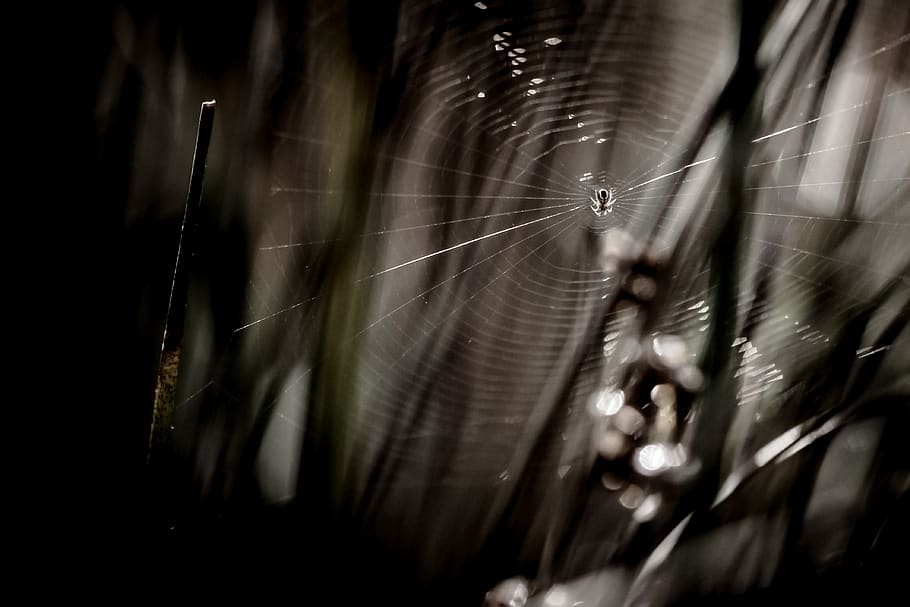 Grayscale Photo of Spider With Web, black-and-white, blur, cobweb HD wallpaper