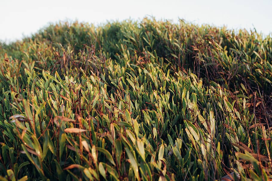 plants, green, sea, beach, growth, field, landscape, crop, green color HD wallpaper