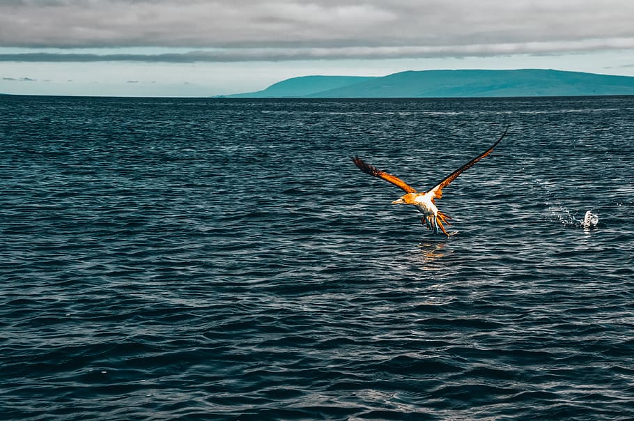 bird, water, ecuador, sea, animal wildlife, animal themes, animals in the wild HD wallpaper