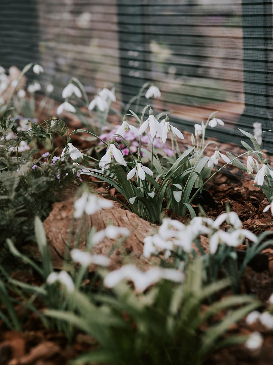 white petaled flowers, plant, blossom, soil, agavaceae, arenaria HD wallpaper