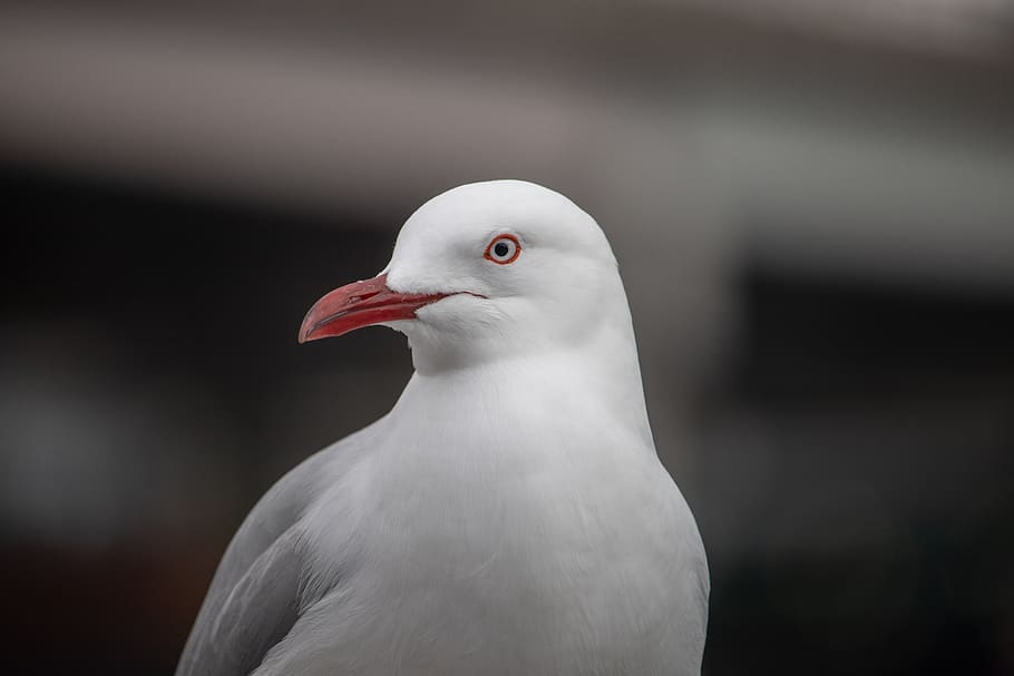 seagull, closer, bird, wild, animal, nature, head, animal themes HD wallpaper