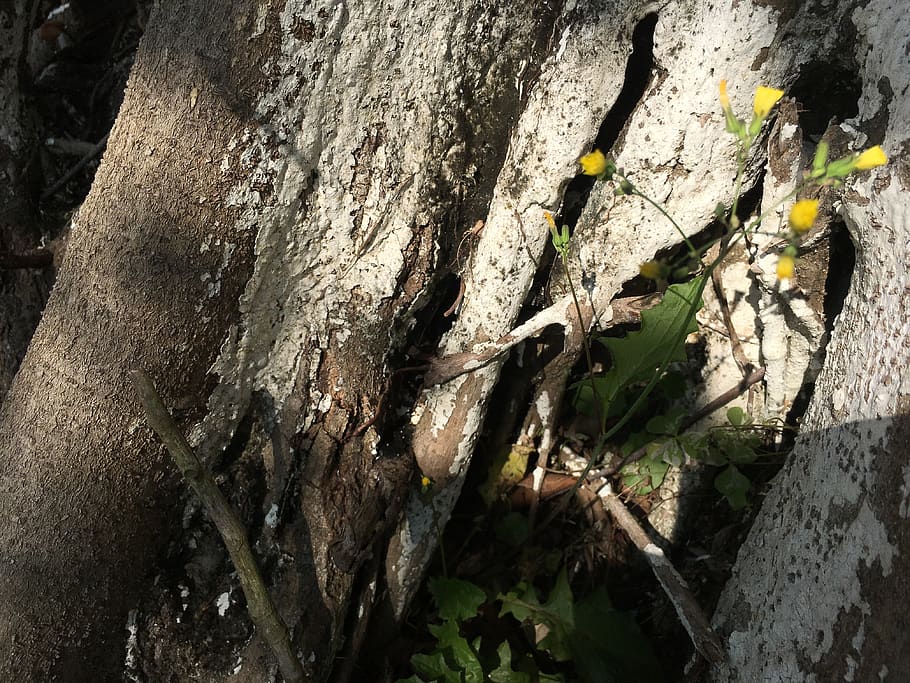 forest, tree trunk, plant, textured, nature, rough, day, no people HD wallpaper