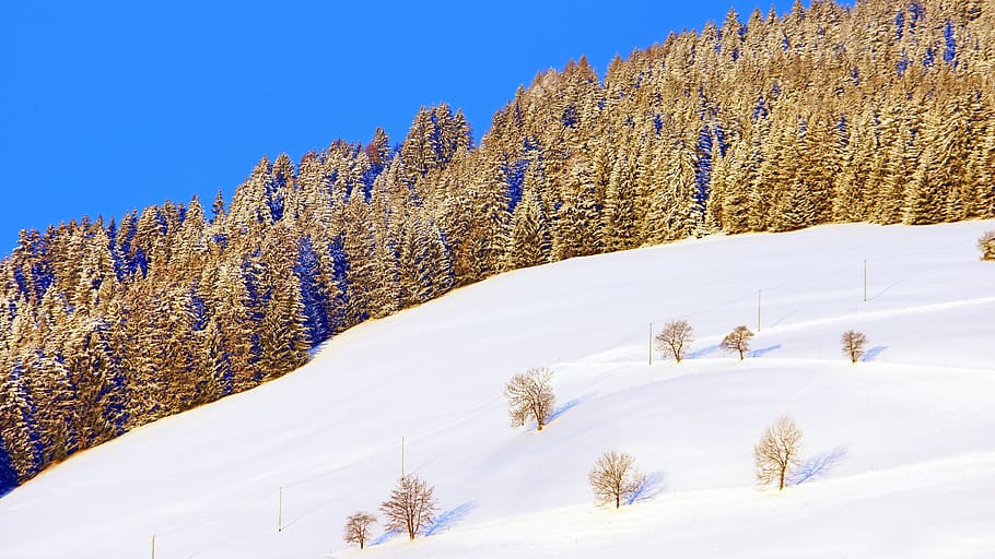 mountain covered with snow, plant, tree, abies, fir, conifer HD wallpaper