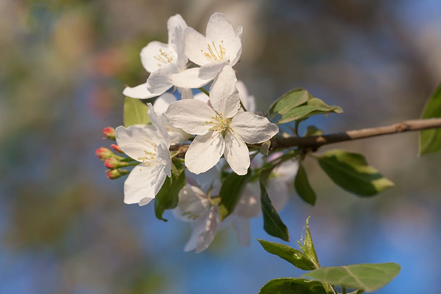beautiful, blossom, bright, bunch, closeup, detail, flora, floral HD wallpaper