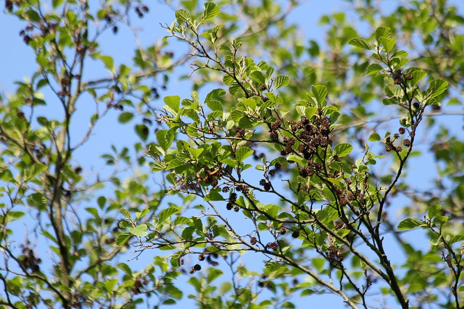 tree, alder cones, nature, plant, growth, green color, leaf, HD wallpaper