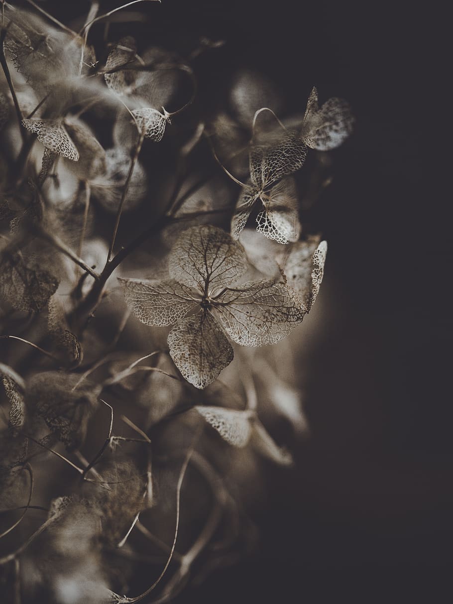 brown plant on dark background, leaf, nature, veins, outdoors, HD wallpaper