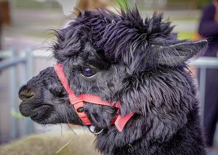 lama, alpaca, black, head, fluffy, hair, animal world, nature HD wallpaper