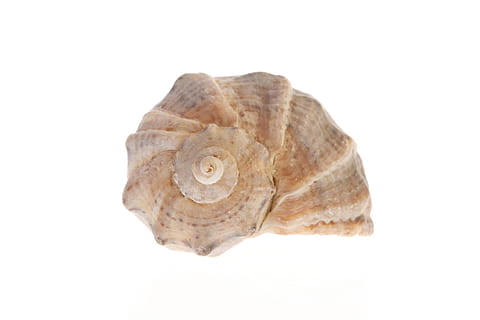 bone, close-up, closeup, coast, coastline, cockle-shell, conch HD wallpaper