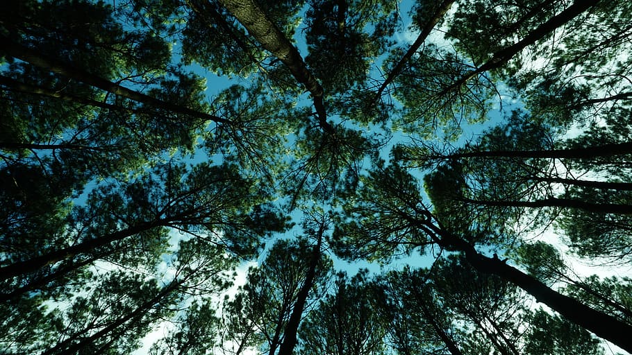 tree, landscape, nature, forest, green, blue, sky, plant, low angle view HD wallpaper