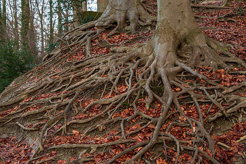 root system, tree, structure, nature, forest floor, tangle HD wallpaper