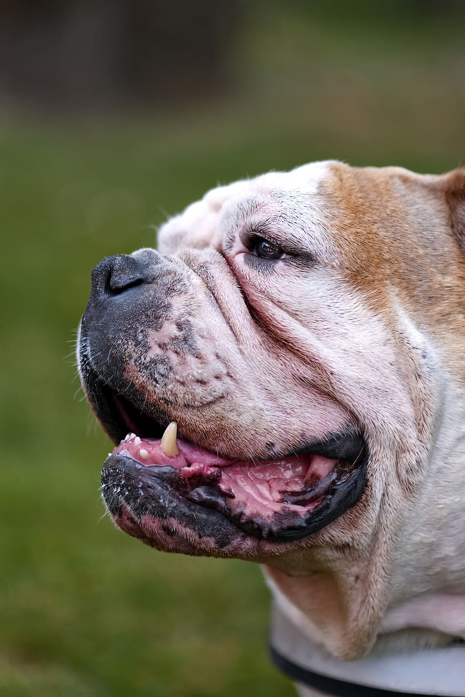 white and brown dog, one animal, canine, animal themes, domestic HD wallpaper