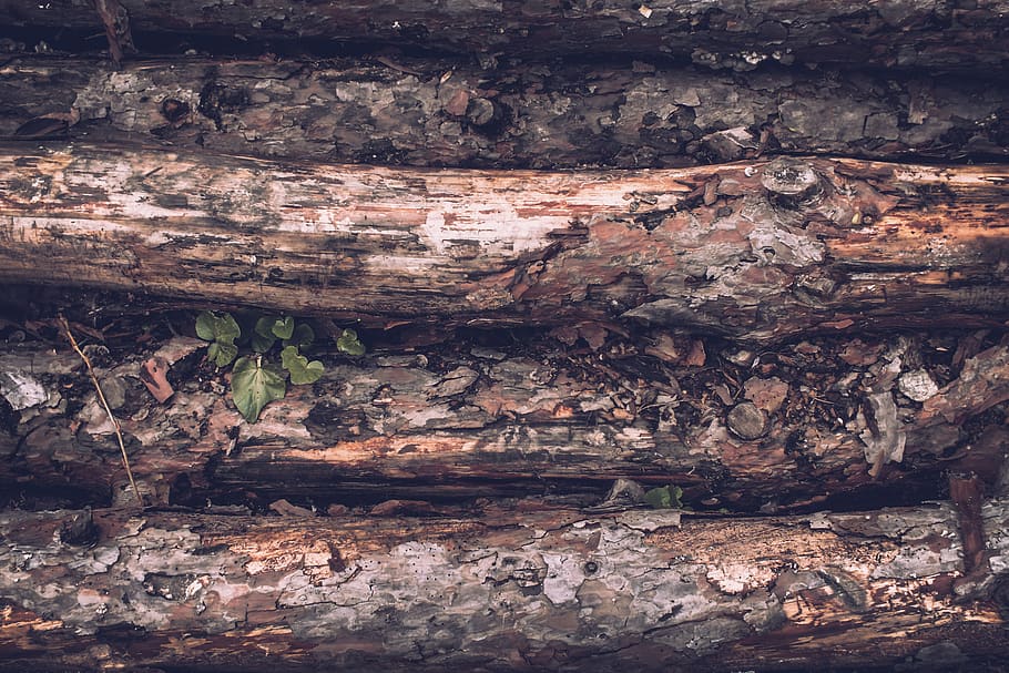 tree trunk, wood - material, full frame, plant, textured, nature HD wallpaper