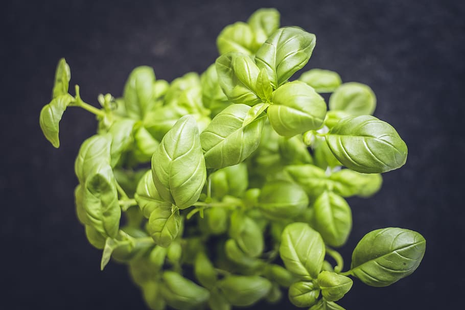 germany, erlangen, basil, condiment, cook, cooking, cuisine HD wallpaper