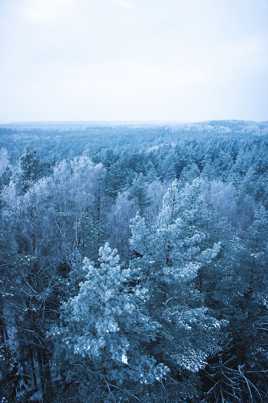 icy trees, beauty in nature, sky, scenics - nature, no people HD wallpaper