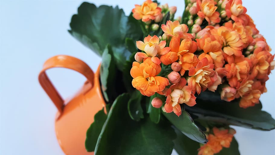 flower, orange, green, nature, plant, flowering plant, freshness HD wallpaper