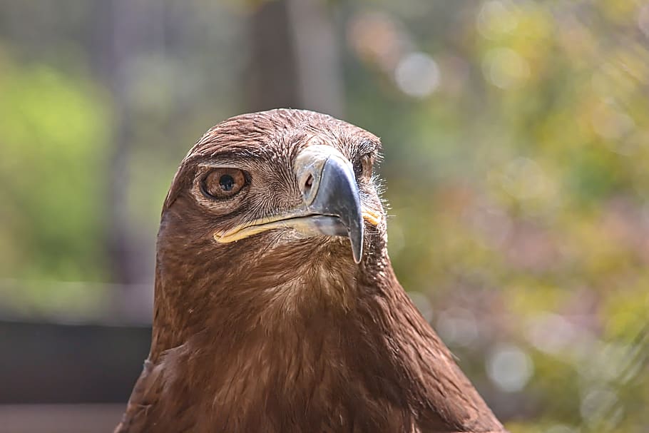 sas, bird, portrait, pride, wild world, one animal, animal wildlife HD wallpaper