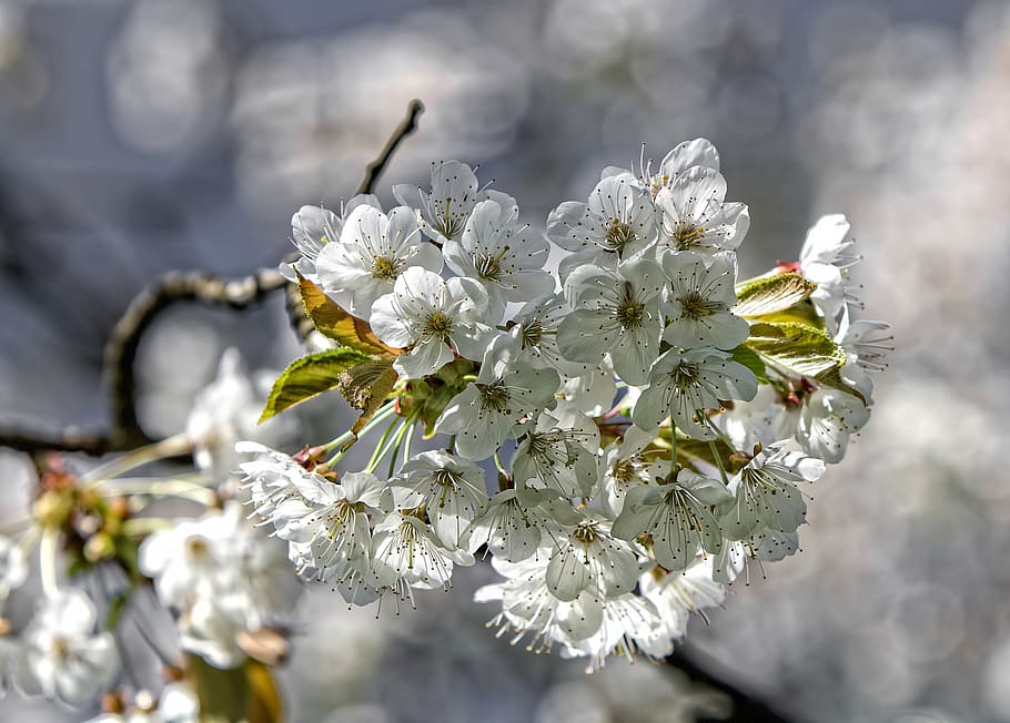 blossom, flower, spring, tree, light, details, nature, bokeh HD wallpaper