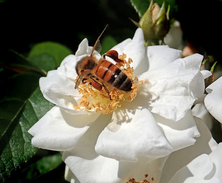 insect, bee, pollen, flower, rose, nature, petal, close-up HD wallpaper
