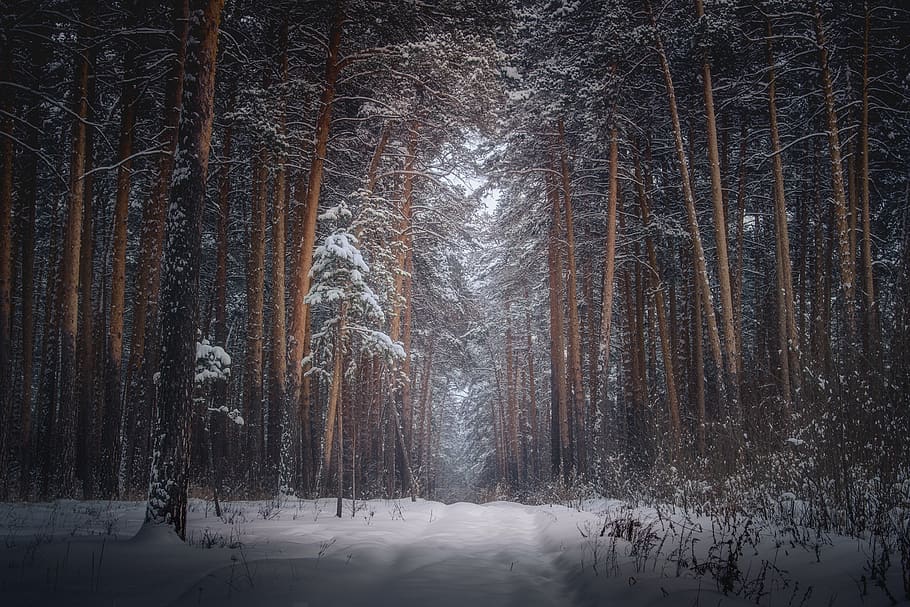 snow covered thick woods, nature, outdoors, winter, blizzard, HD wallpaper