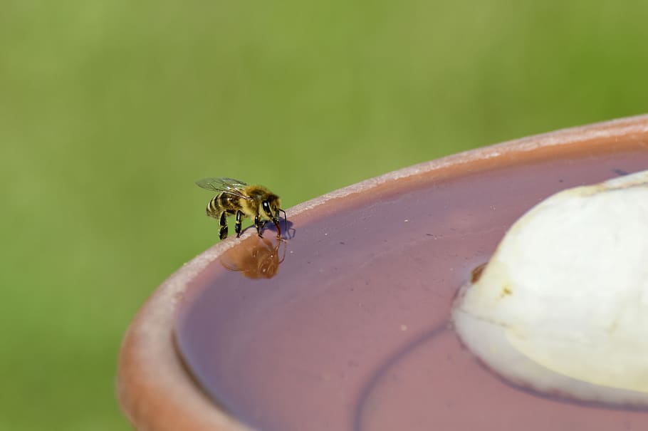 bee, honey bee, insect, nature, close up, animal, foraging HD wallpaper