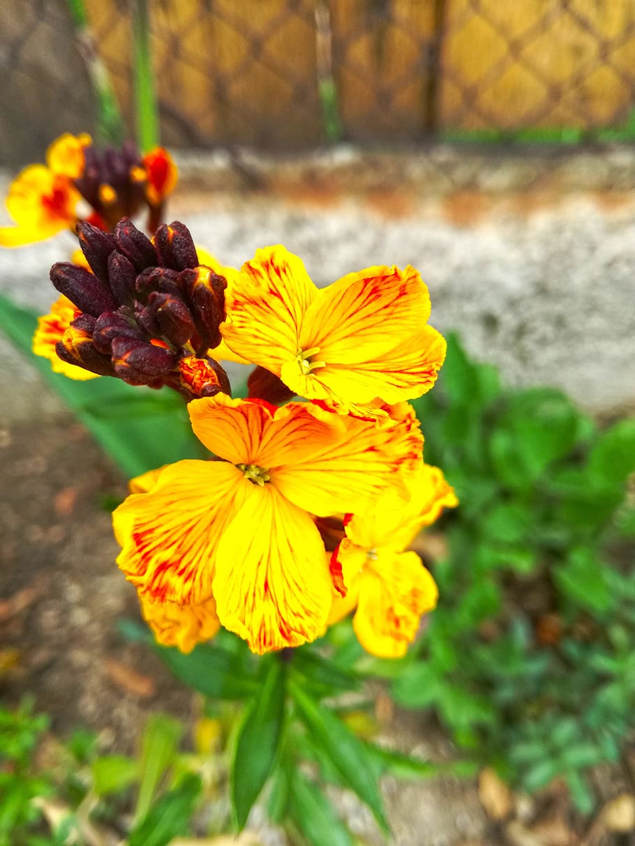flower, spring, orange, nature, plant, flora, flowering plant HD wallpaper