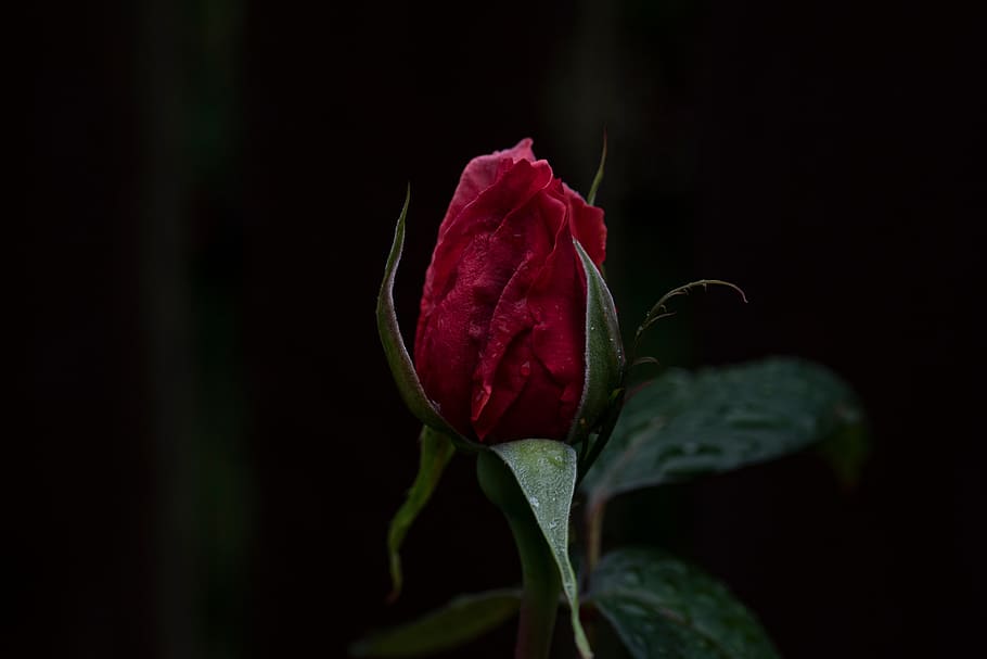 dark, red, rose, flower, green, leaf, plant, beauty in nature HD wallpaper