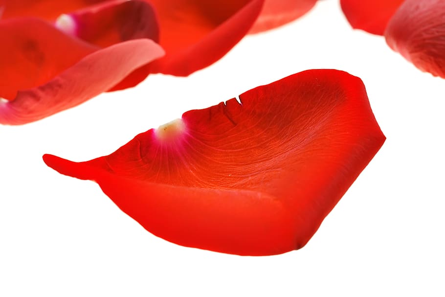 con2011, flower, fresh, gift, isolated, petals, photo, red HD wallpaper