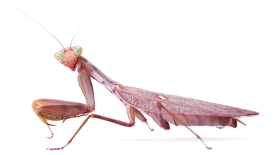 animal, antenna, arthropod, background, close-up, color, hunting HD wallpaper