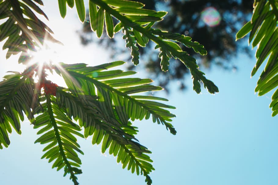 france, paris, tree, sun, leaf, plant part, sky, nature, growth HD wallpaper