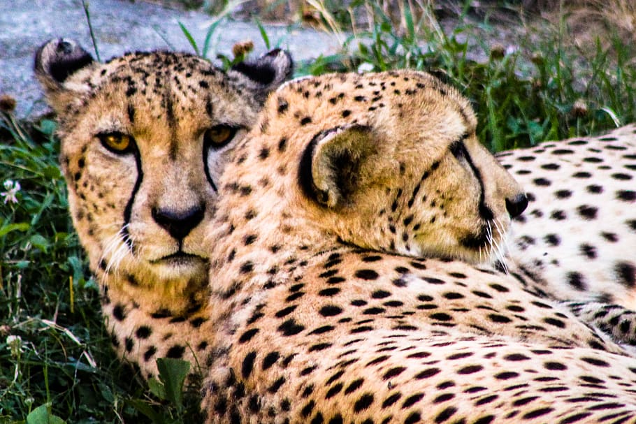 two cheetahs lying on green grass, animal, jaguar, panther, wildlife HD wallpaper