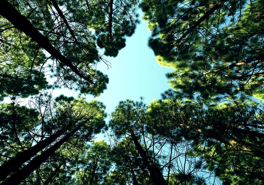 forest, sky, plants, tree, wood, light, low angle view, beauty in nature HD wallpaper