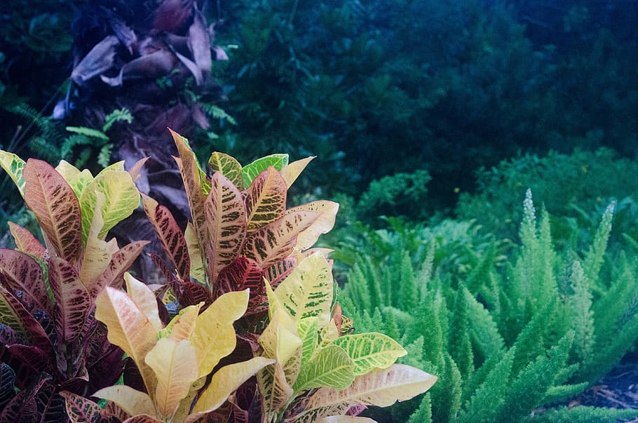 plants, resort, leaf, growth, plant part, nature, no people HD wallpaper